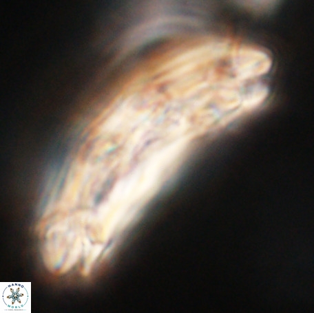 Chiasmolithus expansus VR 30714