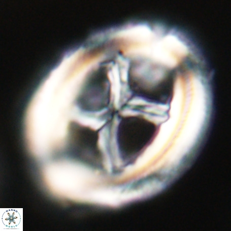 Chiasmolithus expansus VR 30710