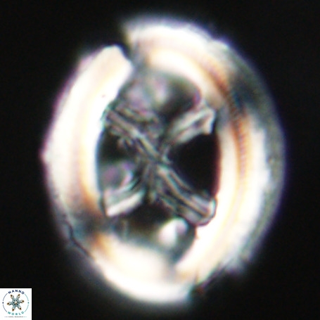 Chiasmolithus expansus VR 30711