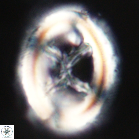 Chiasmolithus expansus VR 30727