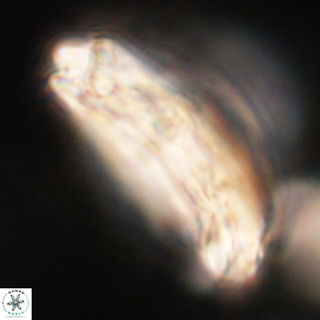 Chiasmolithus expansus VR 30722