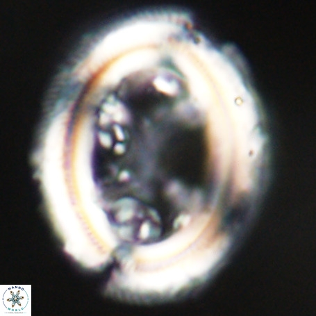 Chiasmolithus expansus VR 30723