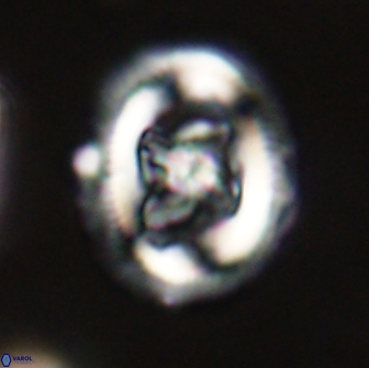 Chiasmolithus edentulus 66868