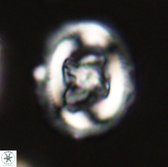 Chiasmolithus edentulus 66868