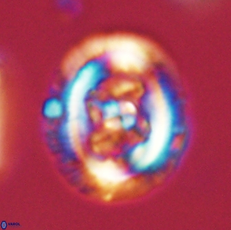 Chiasmolithus edentulus 66870