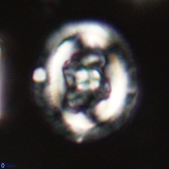 Chiasmolithus edentulus 66871