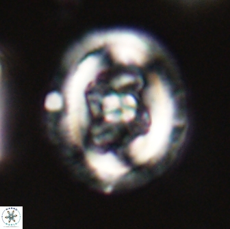 Chiasmolithus edentulus 66871