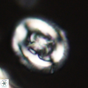 Chiasmolithus edentulus 66872