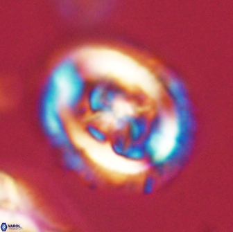 Chiasmolithus edentulus 66873