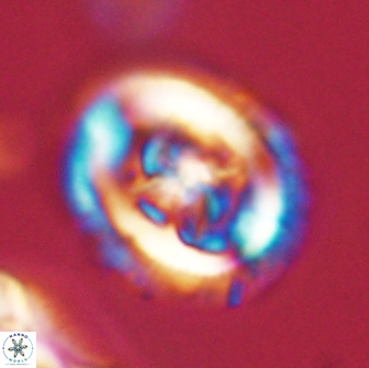 Chiasmolithus edentulus 66873