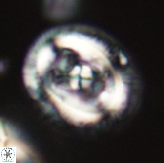 Chiasmolithus edentulus 66875