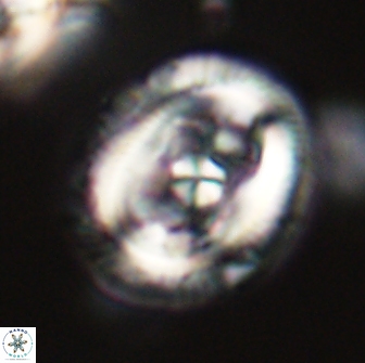 Chiasmolithus edentulus 66876