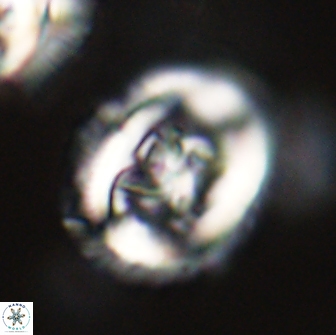 Chiasmolithus edentulus 66879