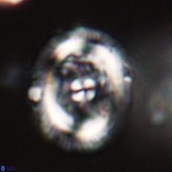 Chiasmolithus edentulus 66888