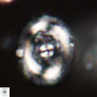 Chiasmolithus edentulus 66888