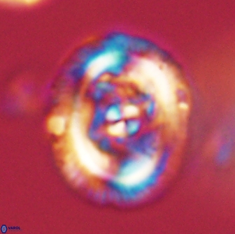 Chiasmolithus edentulus 66889