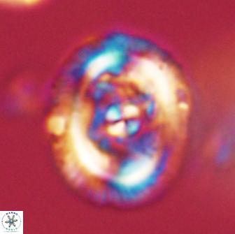 Chiasmolithus edentulus 66889