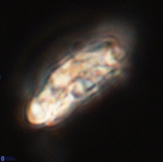 Chiasmolithus edentulus 66899