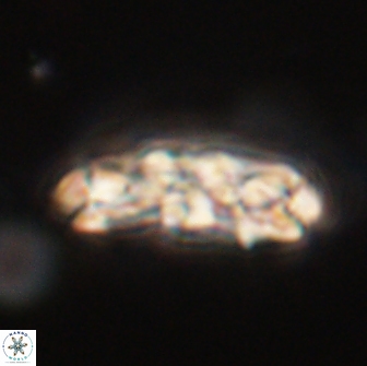 Chiasmolithus edentulus 66900