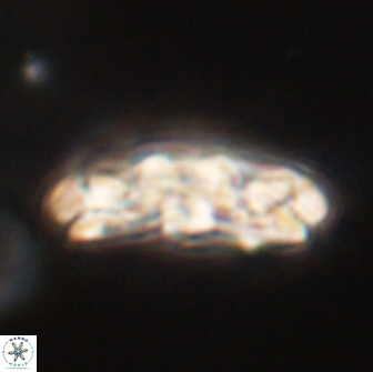 Chiasmolithus edentulus 66904