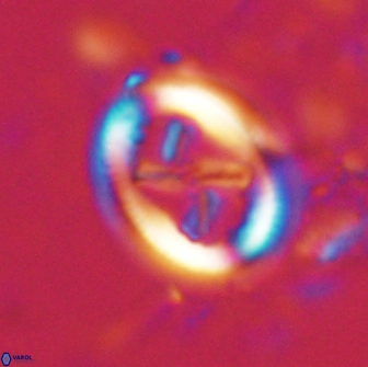 Chiasmolithus edentulus 19998