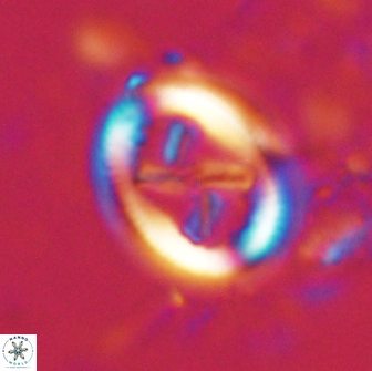 Chiasmolithus edentulus 19998