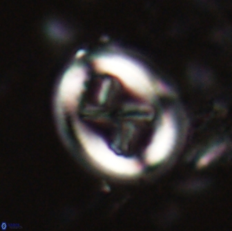 Chiasmolithus edentulus 19999