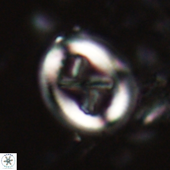 Chiasmolithus edentulus 19999