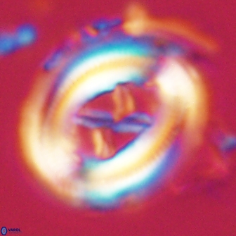 Chiasmolithus edentulus 20085