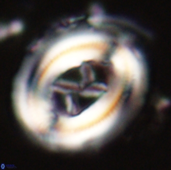 Chiasmolithus edentulus 20086