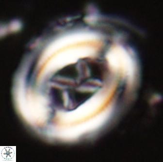 Chiasmolithus edentulus 20086