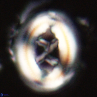 Chiasmolithus edentulus 20087