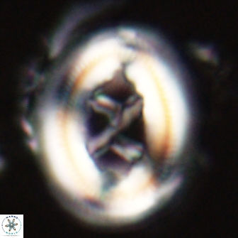 Chiasmolithus edentulus 20087
