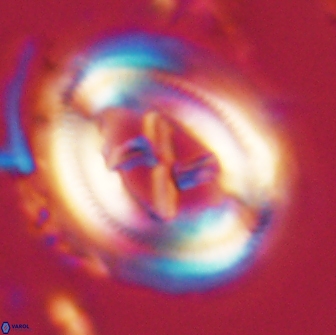 Chiasmolithus edentulus 20089