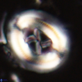 Chiasmolithus edentulus 20091