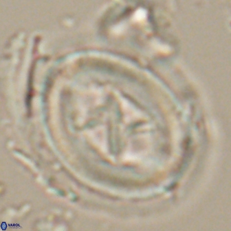 Chiasmolithus edentulus 20092