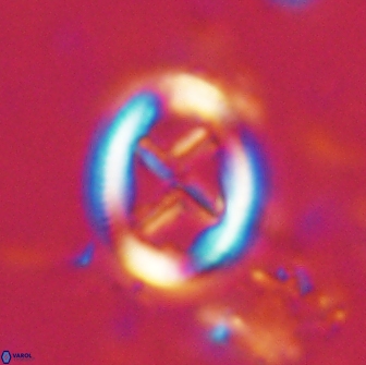 Chiasmolithus edentulus 20000