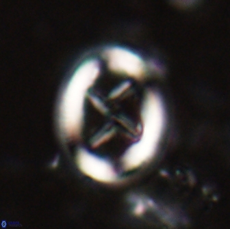 Chiasmolithus edentulus 20001