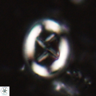 Chiasmolithus edentulus 20001