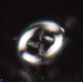 Chiasmolithus edentulus 20002