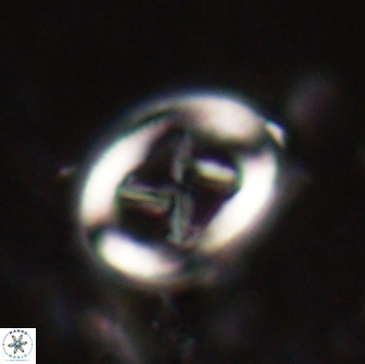 Chiasmolithus edentulus 20002
