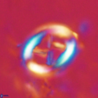 Chiasmolithus edentulus 20003