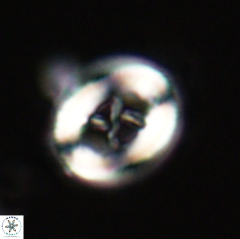 Chiasmolithus edentulus 20145