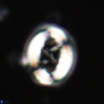 Chiasmolithus edentulus 20146