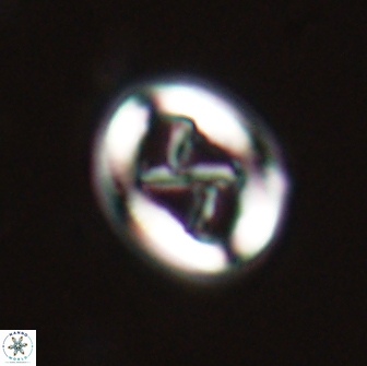 Chiasmolithus edentulus 20189