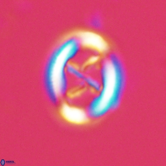 Chiasmolithus edentulus 20191