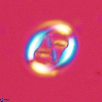 Chiasmolithus edentulus 20194