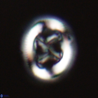 Chiasmolithus edentulus 20272