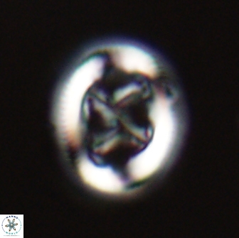 Chiasmolithus edentulus 20272