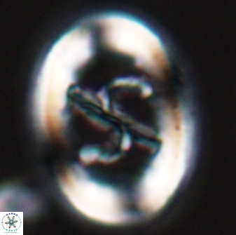 Chiasmolithus edentulus 25074